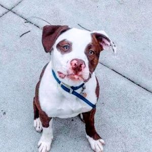 Meet your Posher, Linn